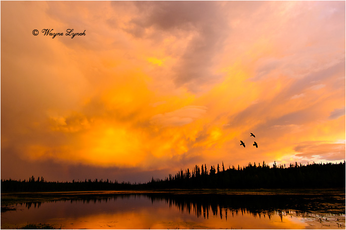 Ravens at sunset by Dr. Wayne Lynch &copy;